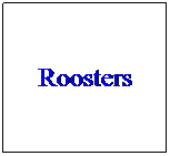 Text Box: Roosters
